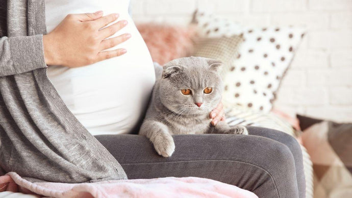 Pregnancy and Cat Litter - Am I safe?