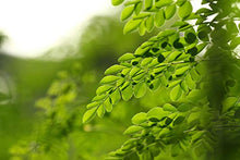 Load image into Gallery viewer, Moringa Powder 1LB (16Oz) 100% Certified Organic Oleifera Leaf - (100% Pure Leaf | NO Stems) - Raw from India | Smoothies | Drinks | Tea | Recipes - Resealable Bag